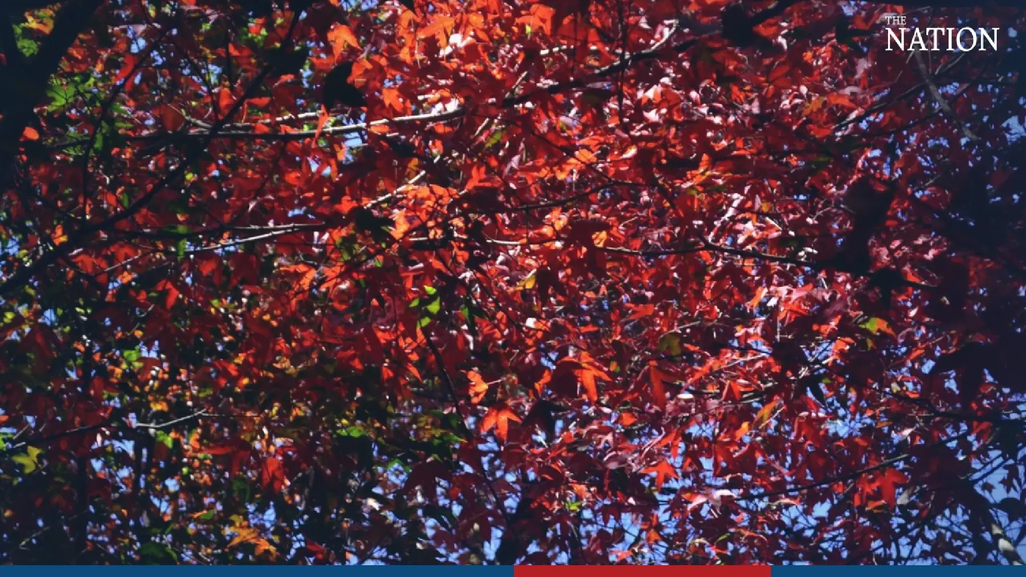 maple - Photo 10