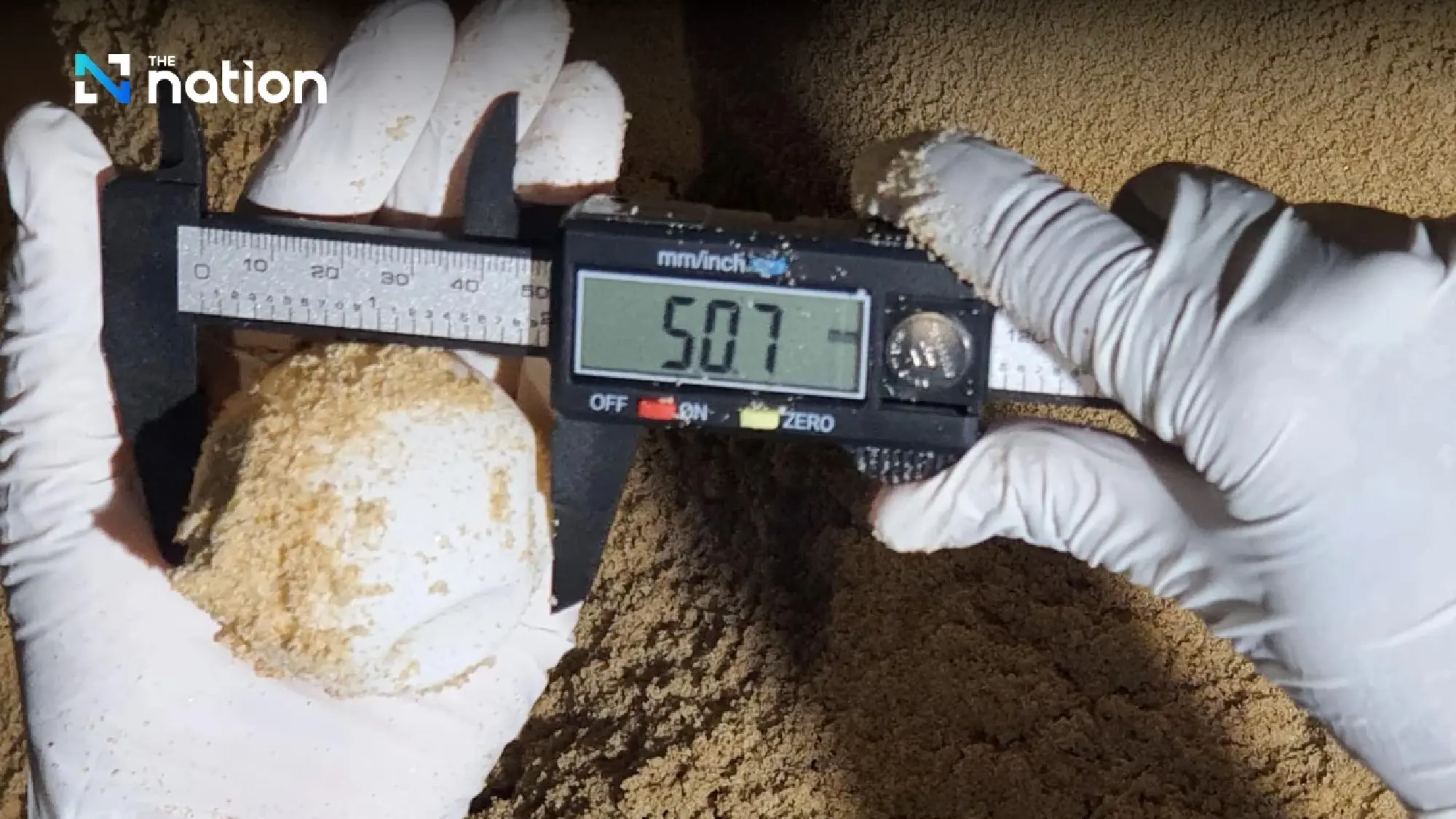 Phang Nga park officials find dead leatherback turtle and 92 fertilised eggs - Photo 5