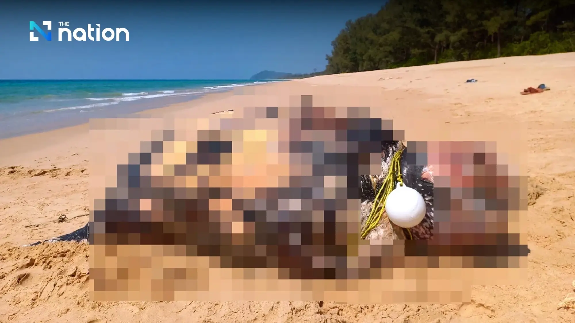 Phang Nga park officials find dead leatherback turtle and 92 fertilised eggs - Photo 7