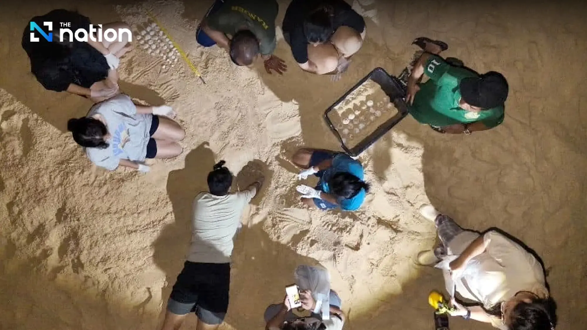 Phang Nga park officials find dead leatherback turtle and 92 fertilised eggs - Photo 4
