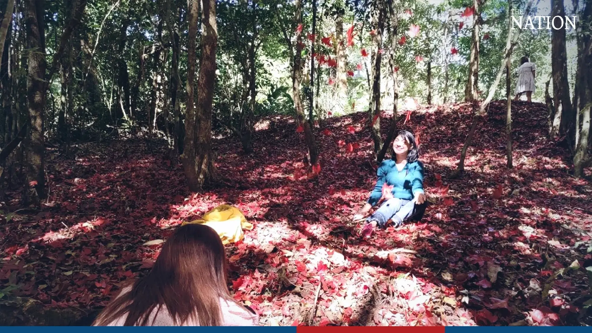 maple - Photo 6