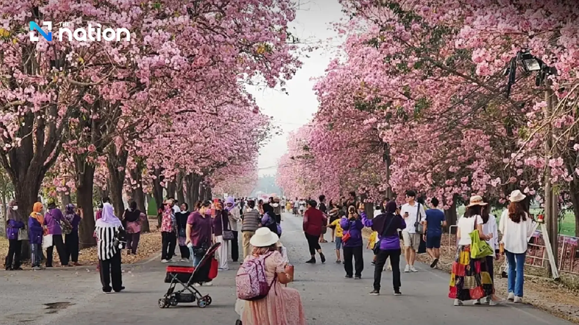 Rosy Trumpet trees at Kamphaeng Saen campus enjoyed with a clear view - Photo 5