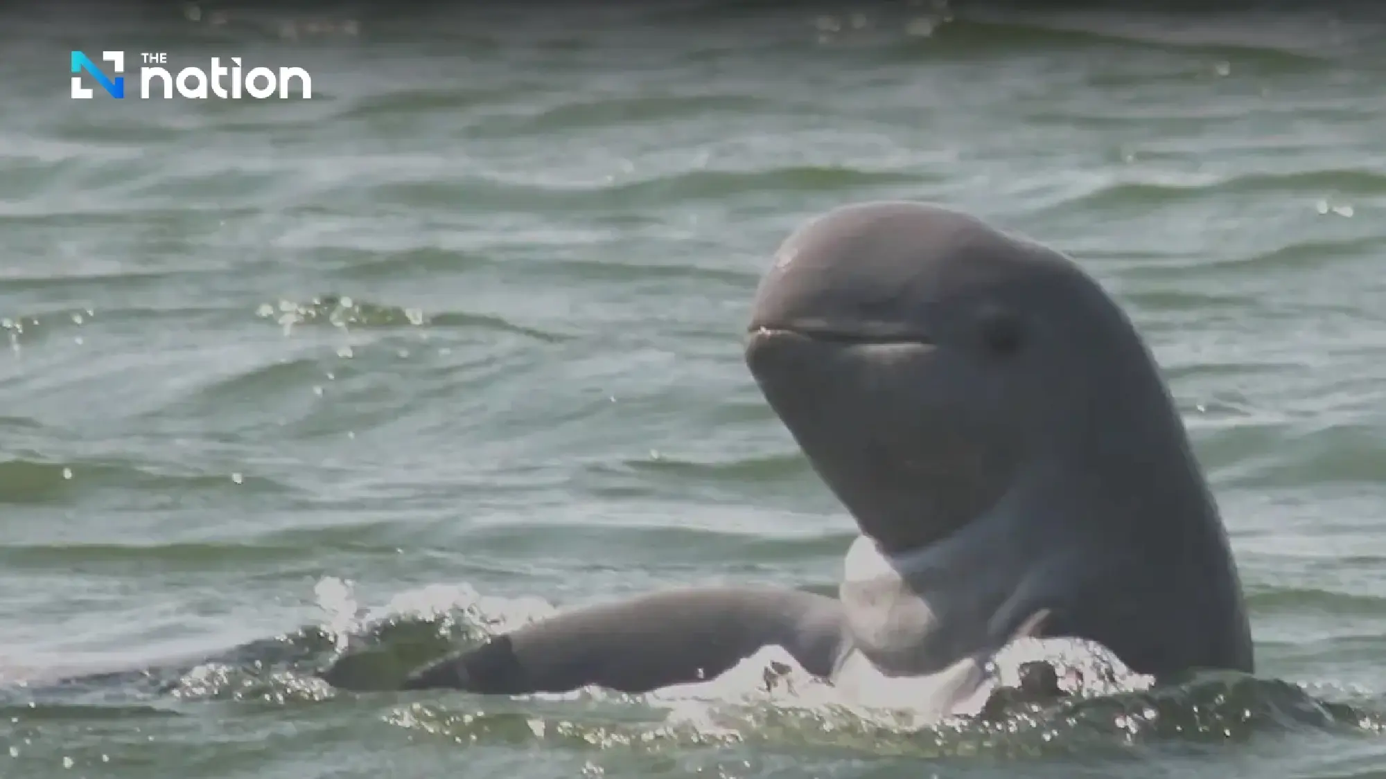 Songkhla Lake’s list of ‘last 14’ Irrawaddy dolphins dwindles by one more death - Photo 8