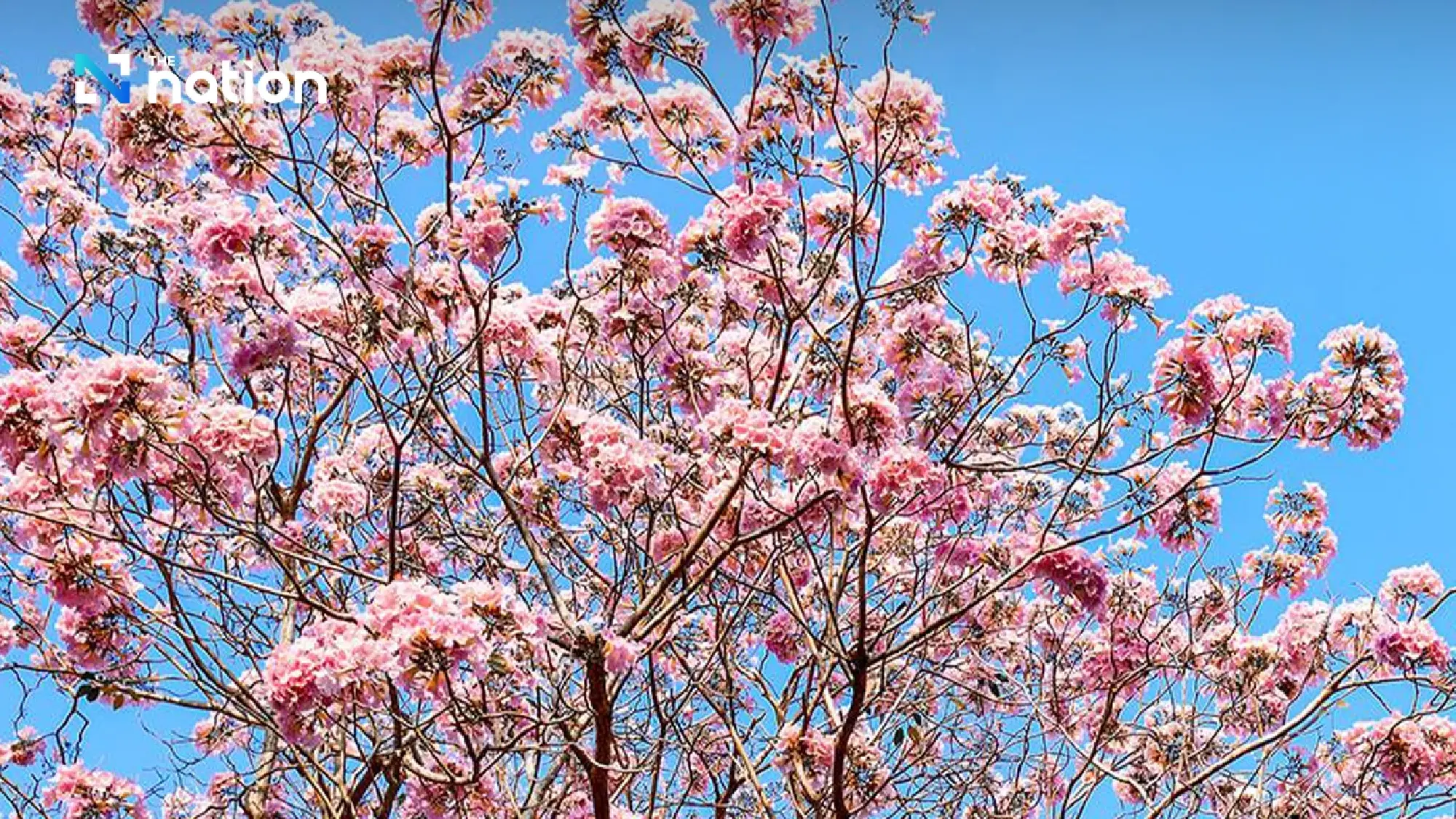 Rosy Trumpet trees at Kamphaeng Saen campus enjoyed with a clear view - Photo 7