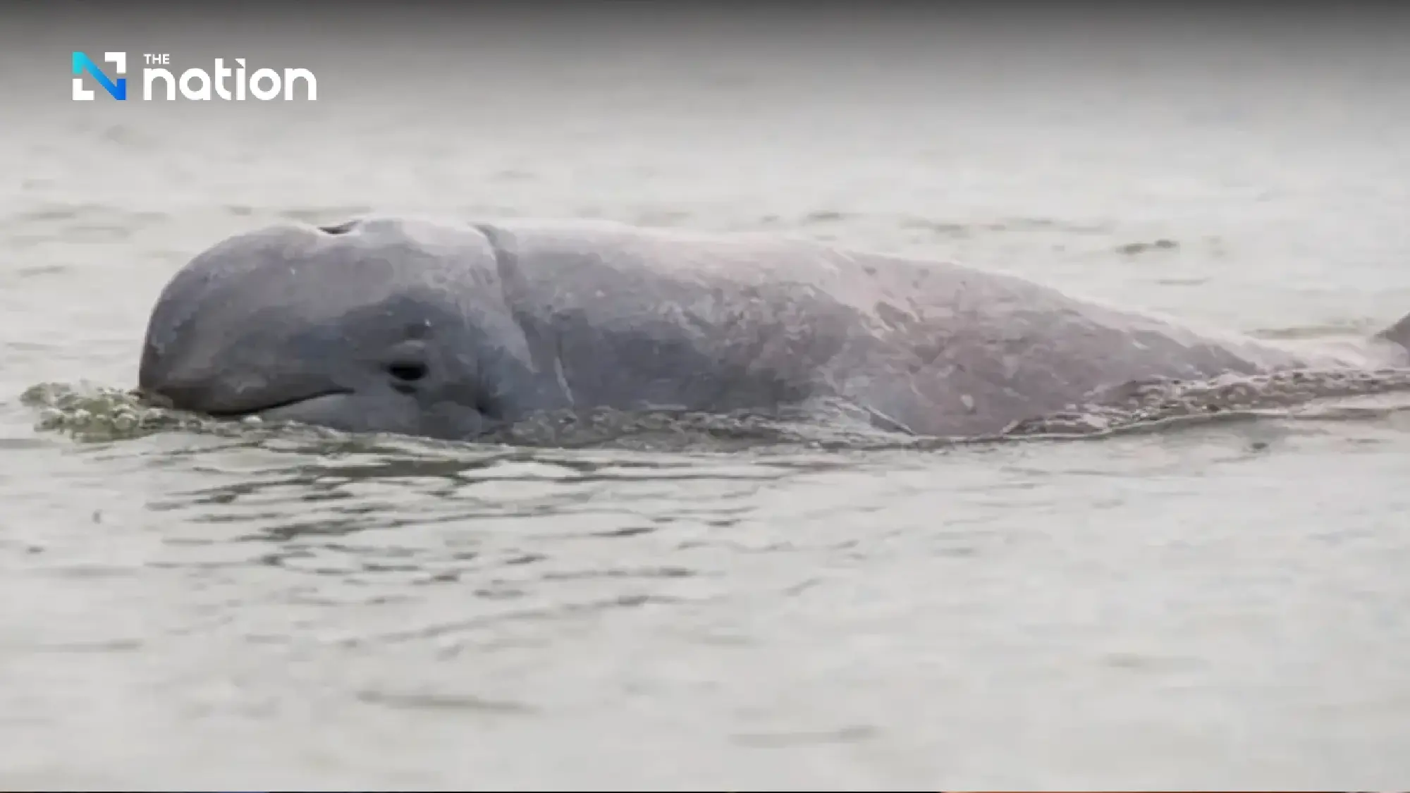 Songkhla Lake’s list of ‘last 14’ Irrawaddy dolphins dwindles by one more death - Photo 1