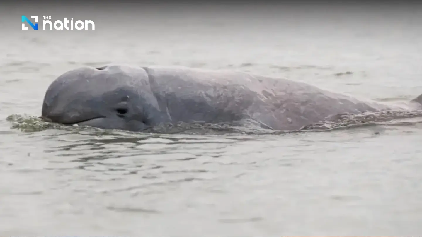 Songkhla Lake’s list of ‘last 14’ Irrawaddy dolphins dwindles by one more death - Photo 1