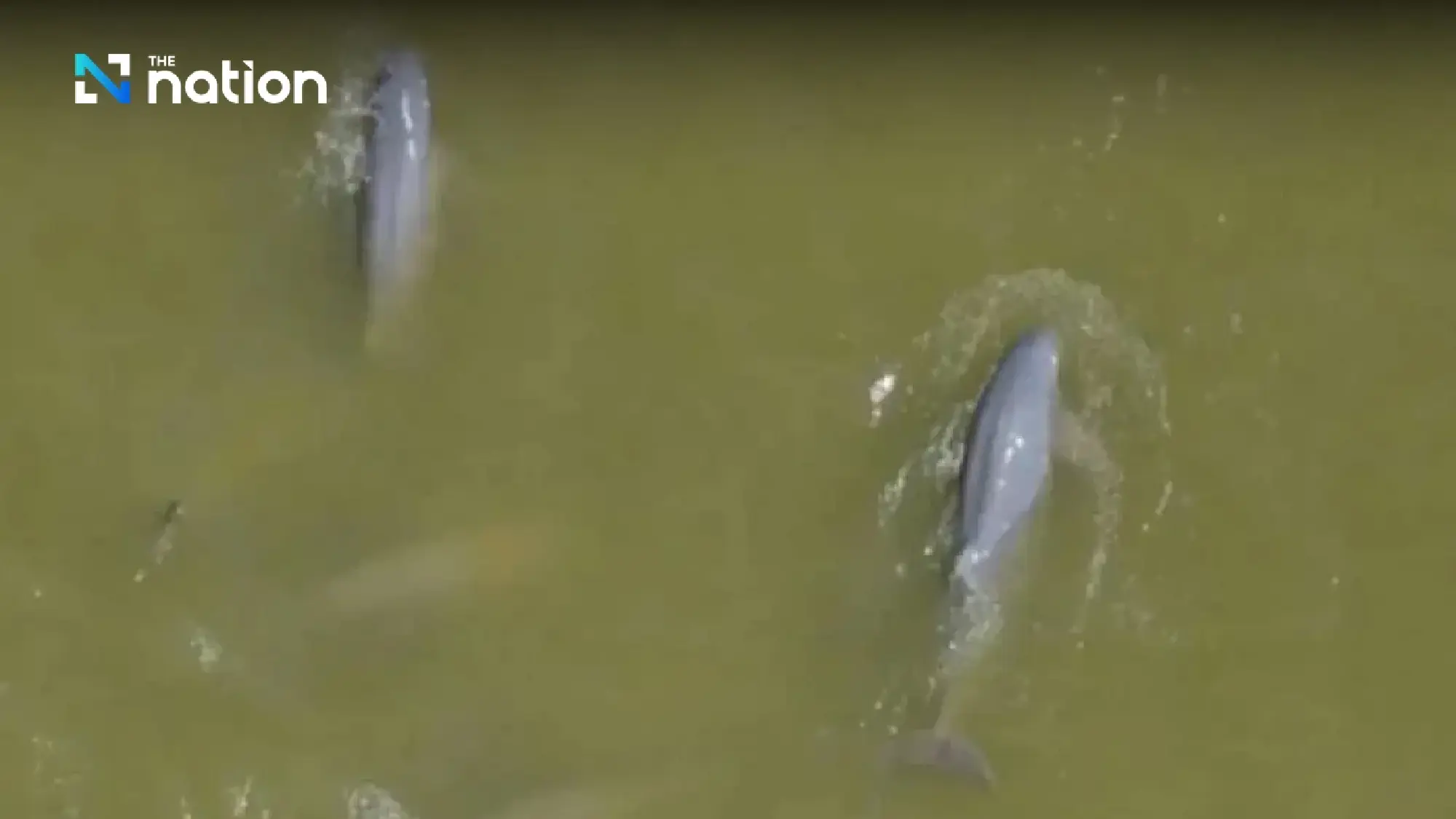 Songkhla Lake’s list of ‘last 14’ Irrawaddy dolphins dwindles by one more death - Photo 4