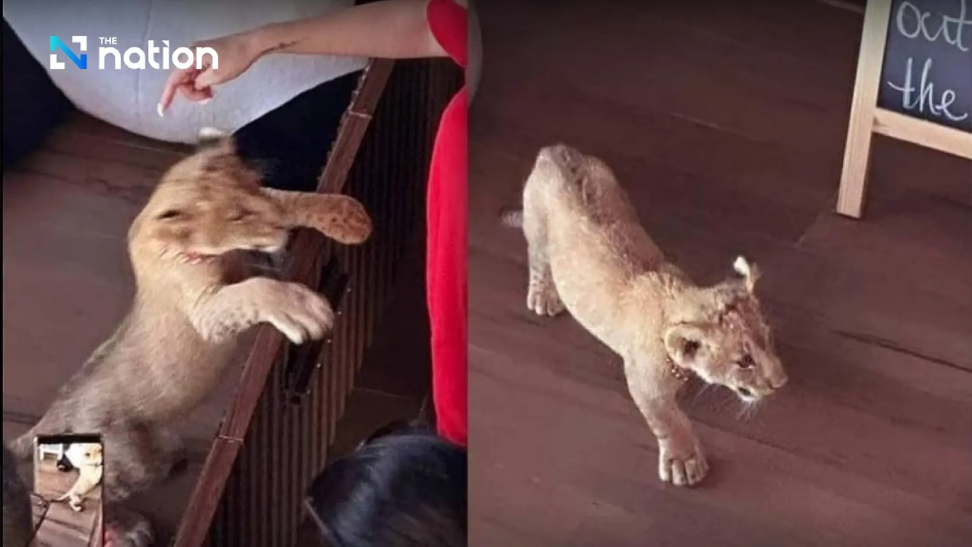 Social media clip leads Phuket police to lion cub and its Chinese owner - Photo 1