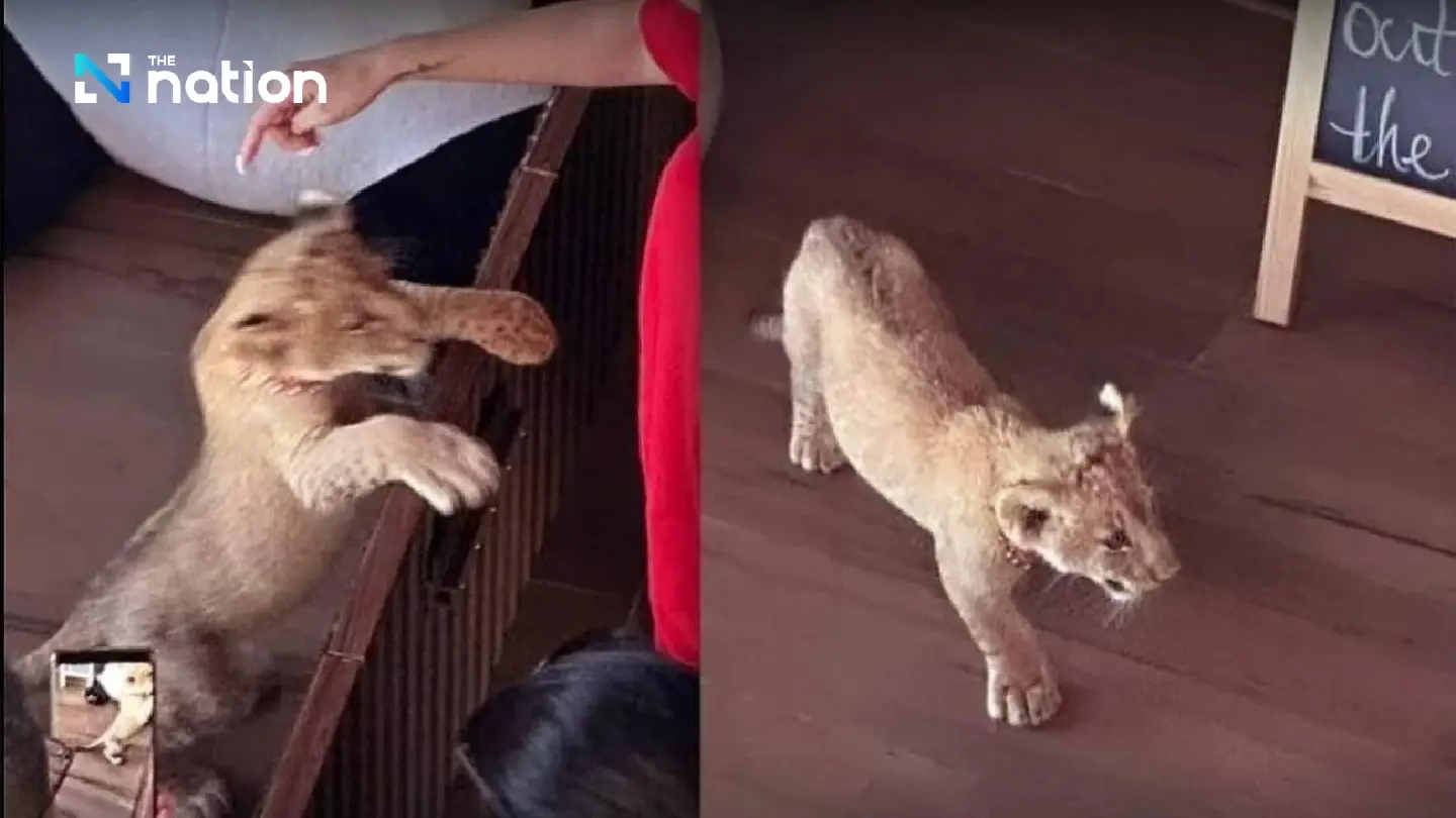 Social media clip leads Phuket police to lion cub and its Chinese owner - Photo 1