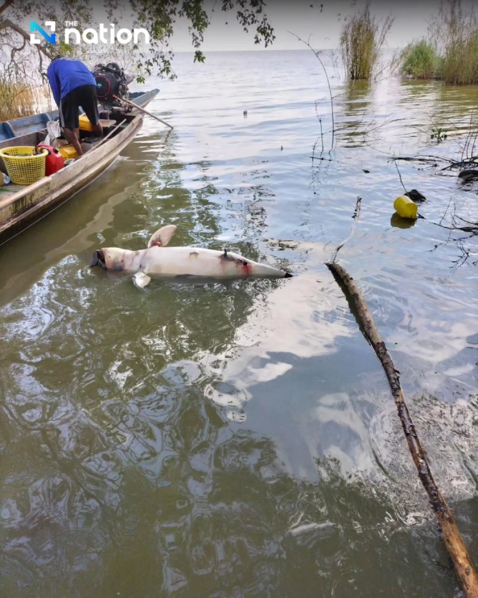 Songkhla Lake’s list of ‘last 14’ Irrawaddy dolphins dwindles by one more death - Photo 6