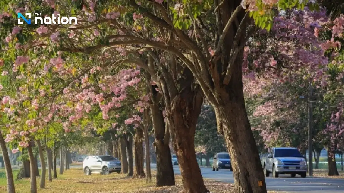 Rosy Trumpet trees at Kamphaeng Saen campus enjoyed with a clear view - Photo 2