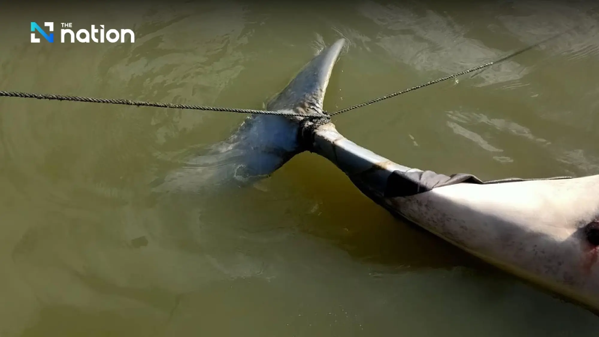 Songkhla Lake’s list of ‘last 14’ Irrawaddy dolphins dwindles by one more death - Photo 7