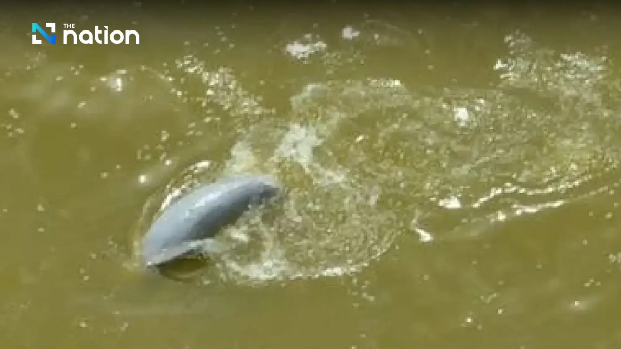 Songkhla Lake’s list of ‘last 14’ Irrawaddy dolphins dwindles by one more death - Photo 2
