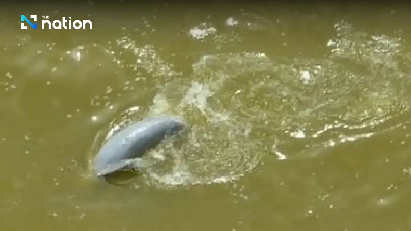 Songkhla Lake’s list of ‘last 14’ Irrawaddy dolphins dwindles by one more death - Photo 2