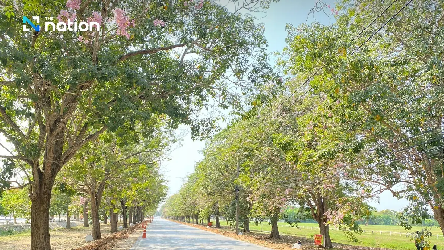 Rosy Trumpet trees at Kamphaeng Saen campus enjoyed with a clear view