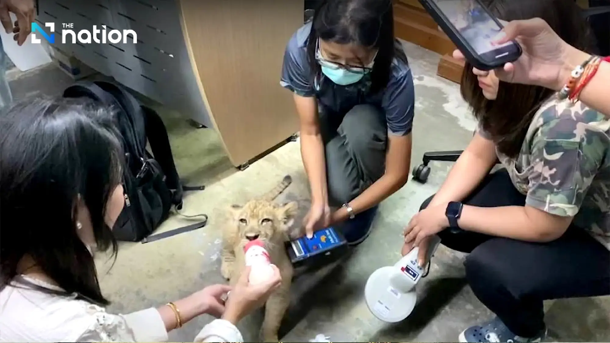 Social media clip leads Phuket police to lion cub and its Chinese owner - Photo 3