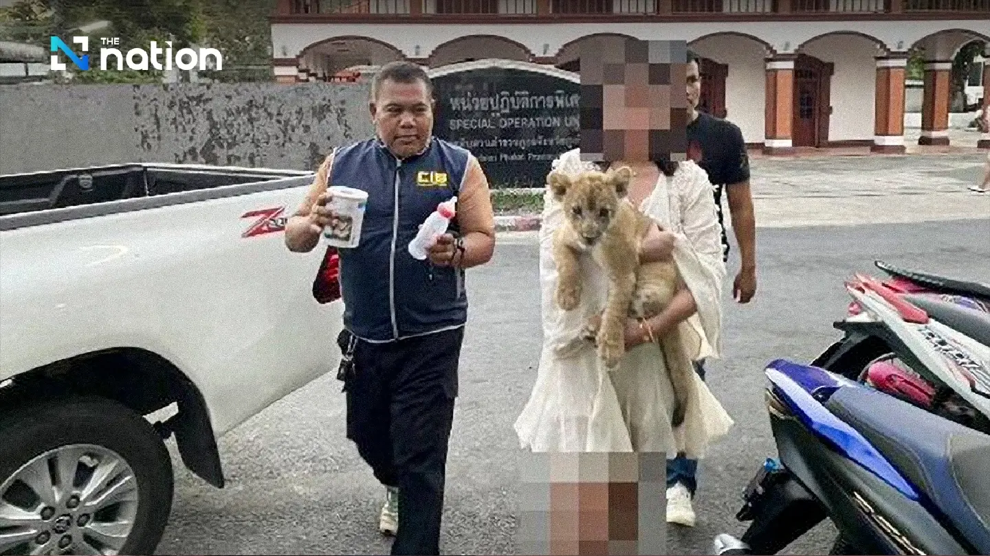 Social media clip leads Phuket police to lion cub and its Chinese owner - Photo 2