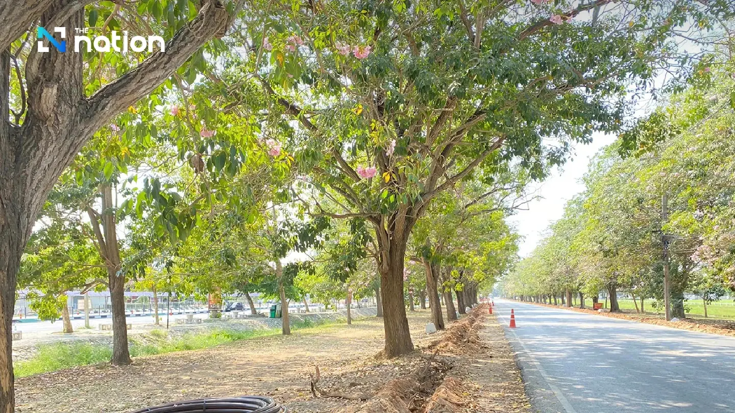 Rosy Trumpet trees at Kamphaeng Saen campus enjoyed with a clear view - Photo 3