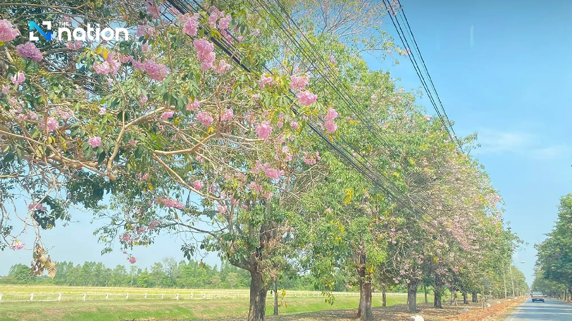 Rosy Trumpet trees at Kamphaeng Saen campus enjoyed with a clear view - Photo 4
