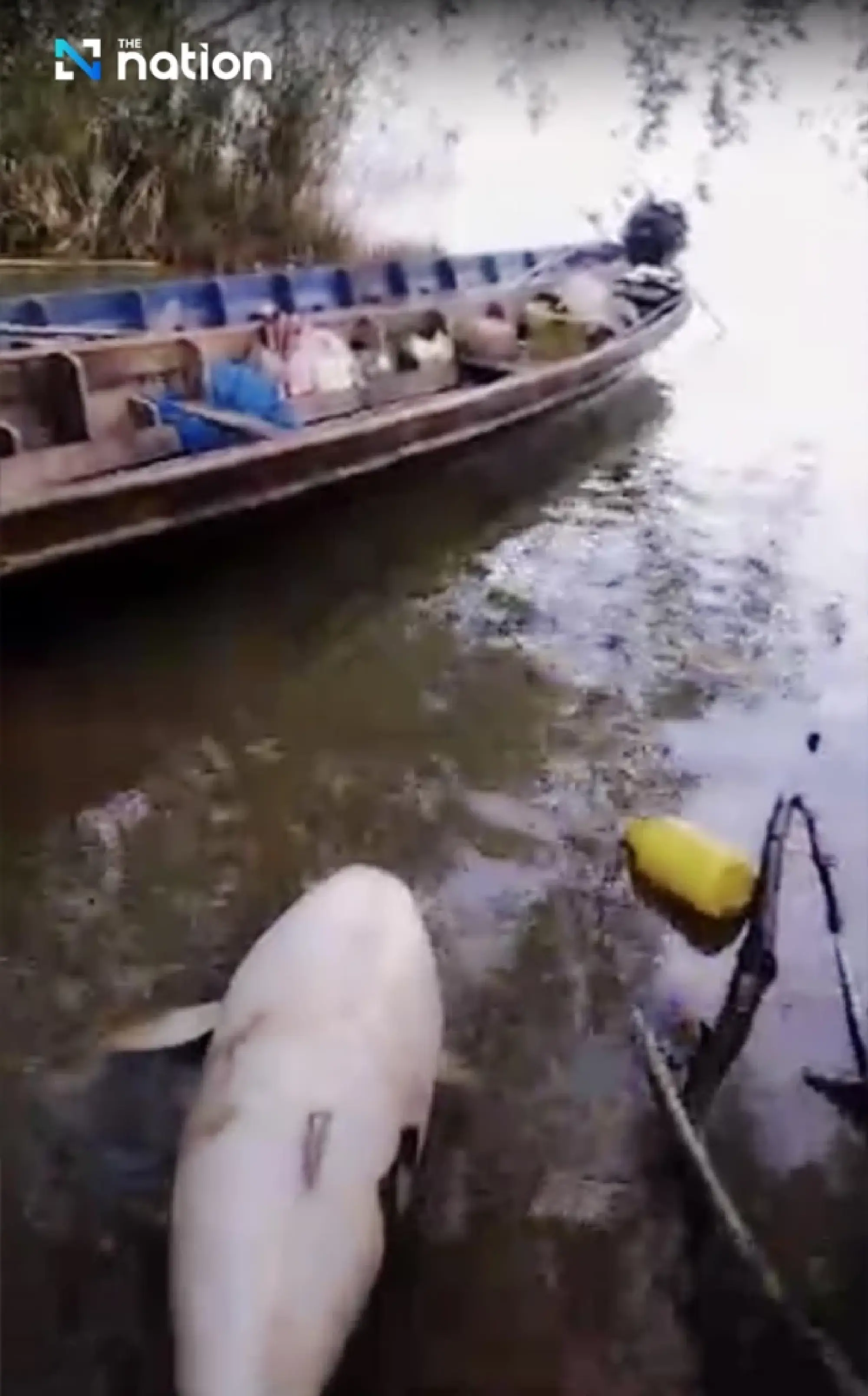 Songkhla Lake’s list of ‘last 14’ Irrawaddy dolphins dwindles by one more death - Photo 5