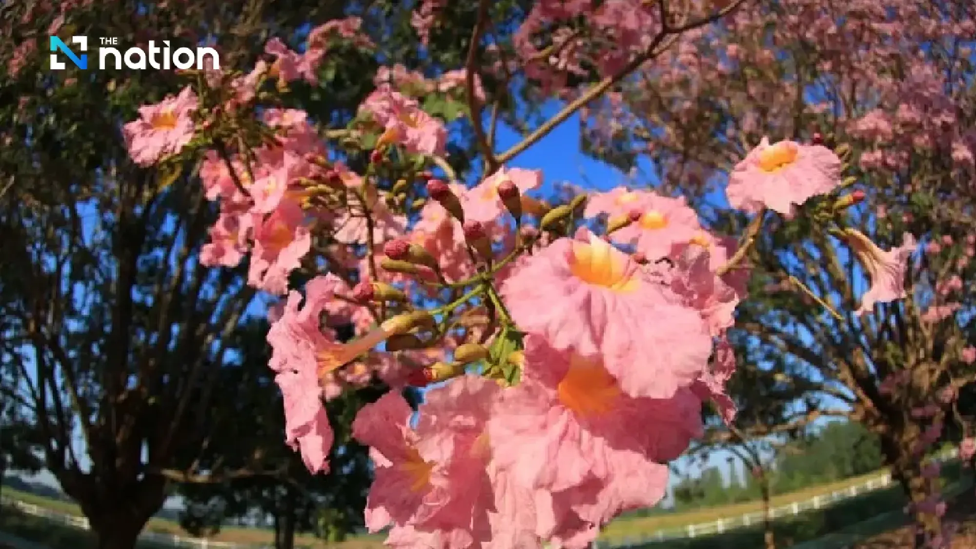 Rosy Trumpet trees at Kamphaeng Saen campus enjoyed with a clear view - Photo 6
