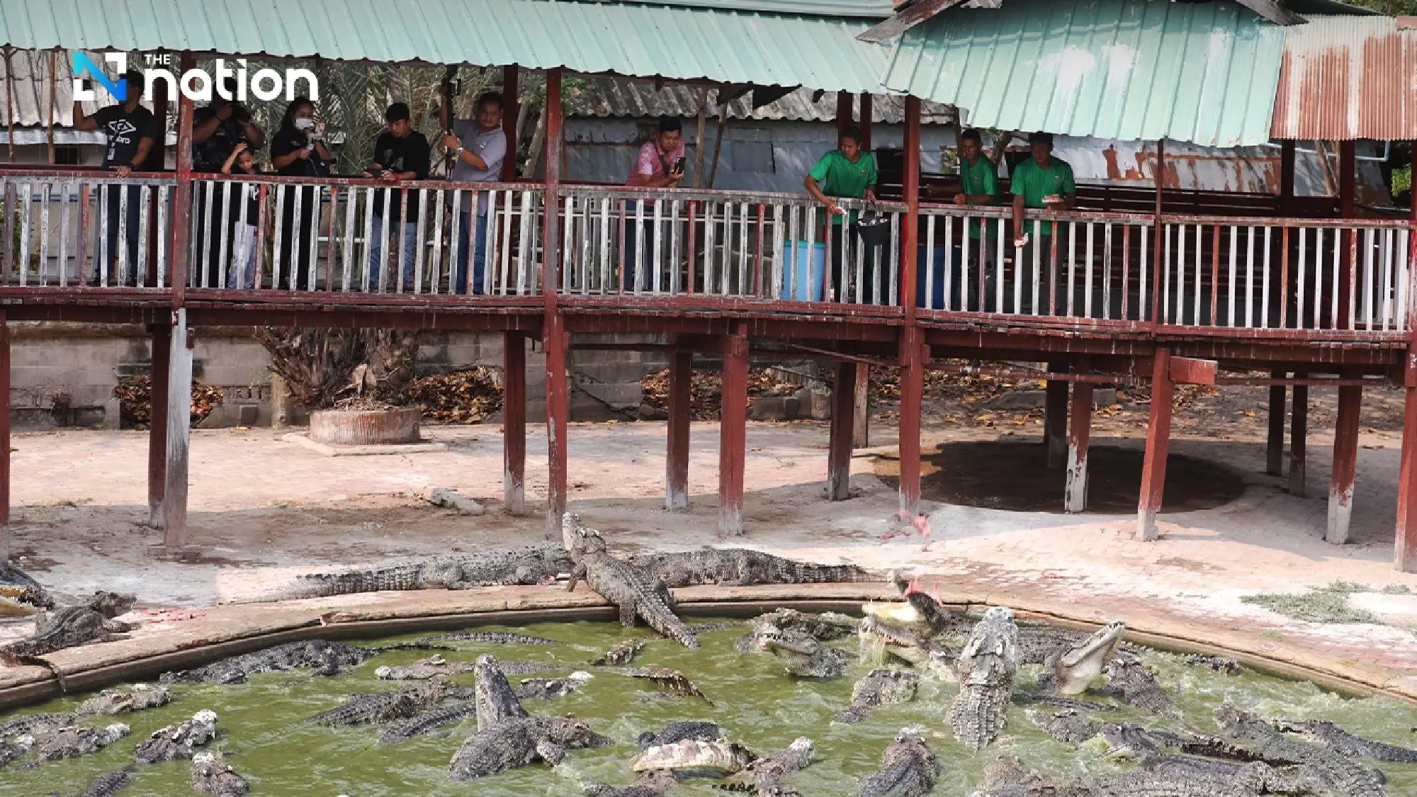 Samut Prakan’s crocodile farm ready to entertain visitors from April 1 onwards - Photo 4