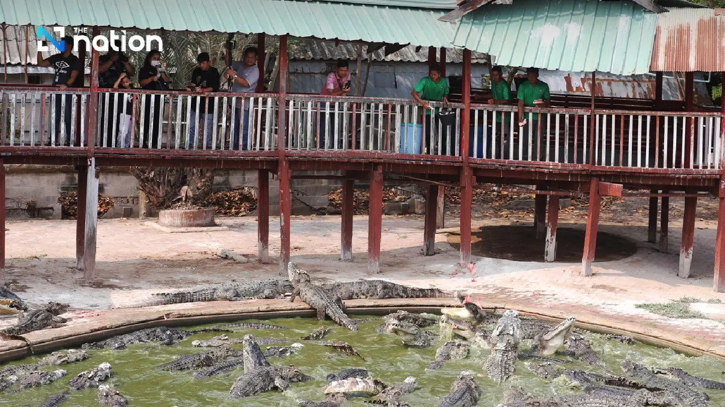 Samut Prakan’s crocodile farm ready to entertain visitors from April 1 onwards - Photo 4