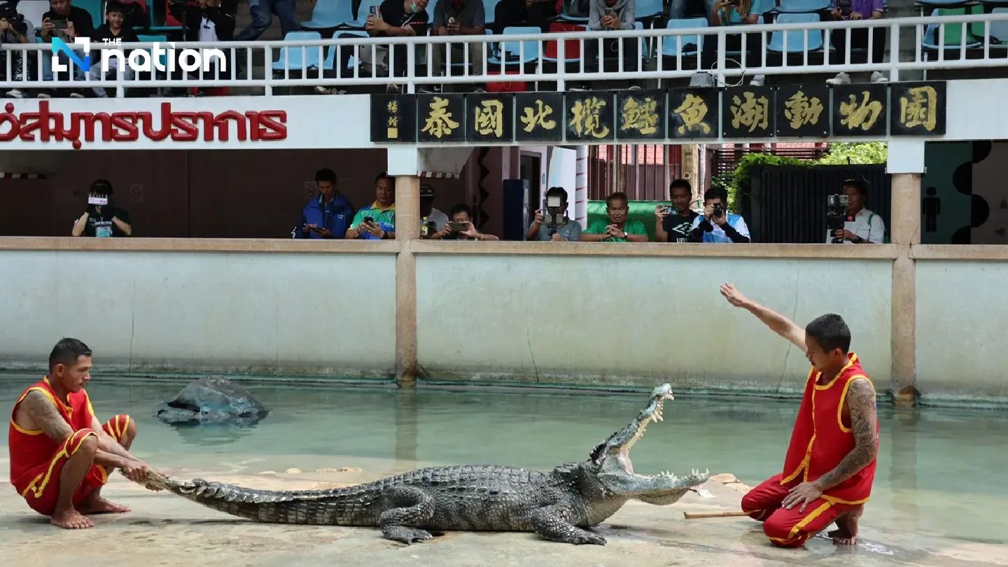 Samut Prakan’s crocodile farm ready to entertain visitors from April 1 onwards - Photo 1