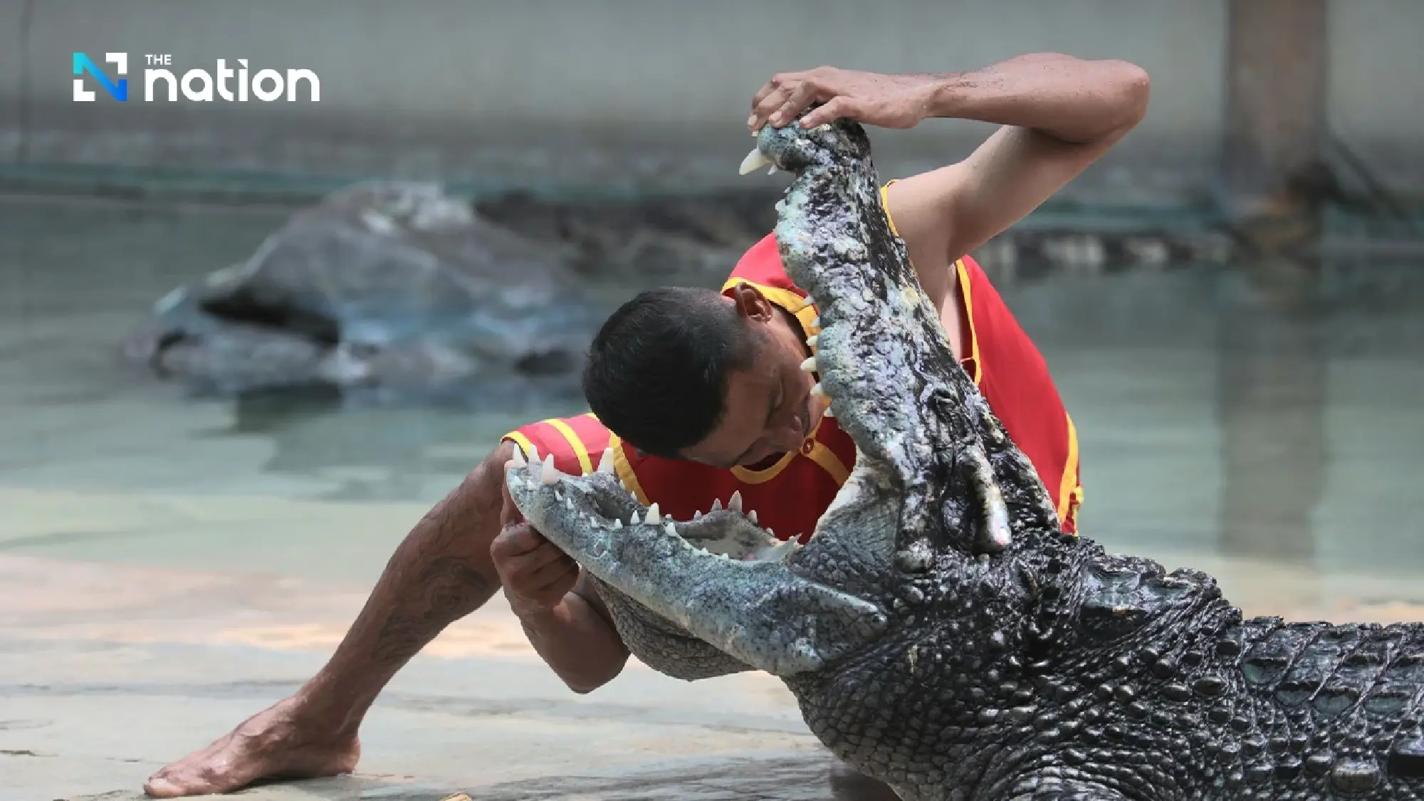 Samut Prakan’s crocodile farm ready to entertain visitors from April 1 onwards - Photo 7