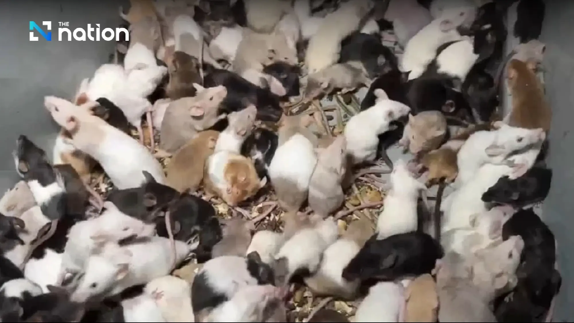 Hundreds of pet mice found dumped in Samut Prakan soi - Photo 1