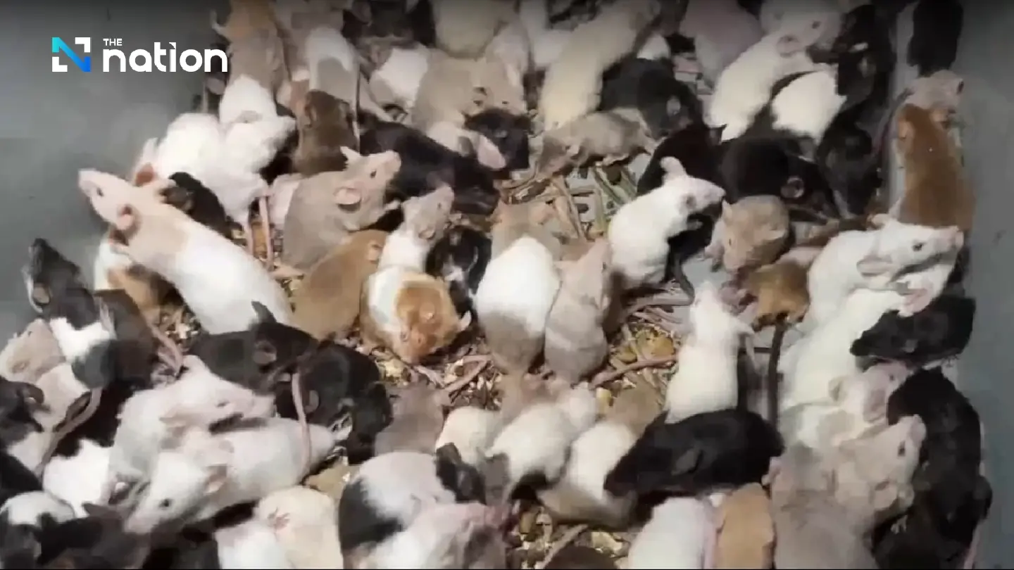 Hundreds of pet mice found dumped in Samut Prakan soi - Photo 1