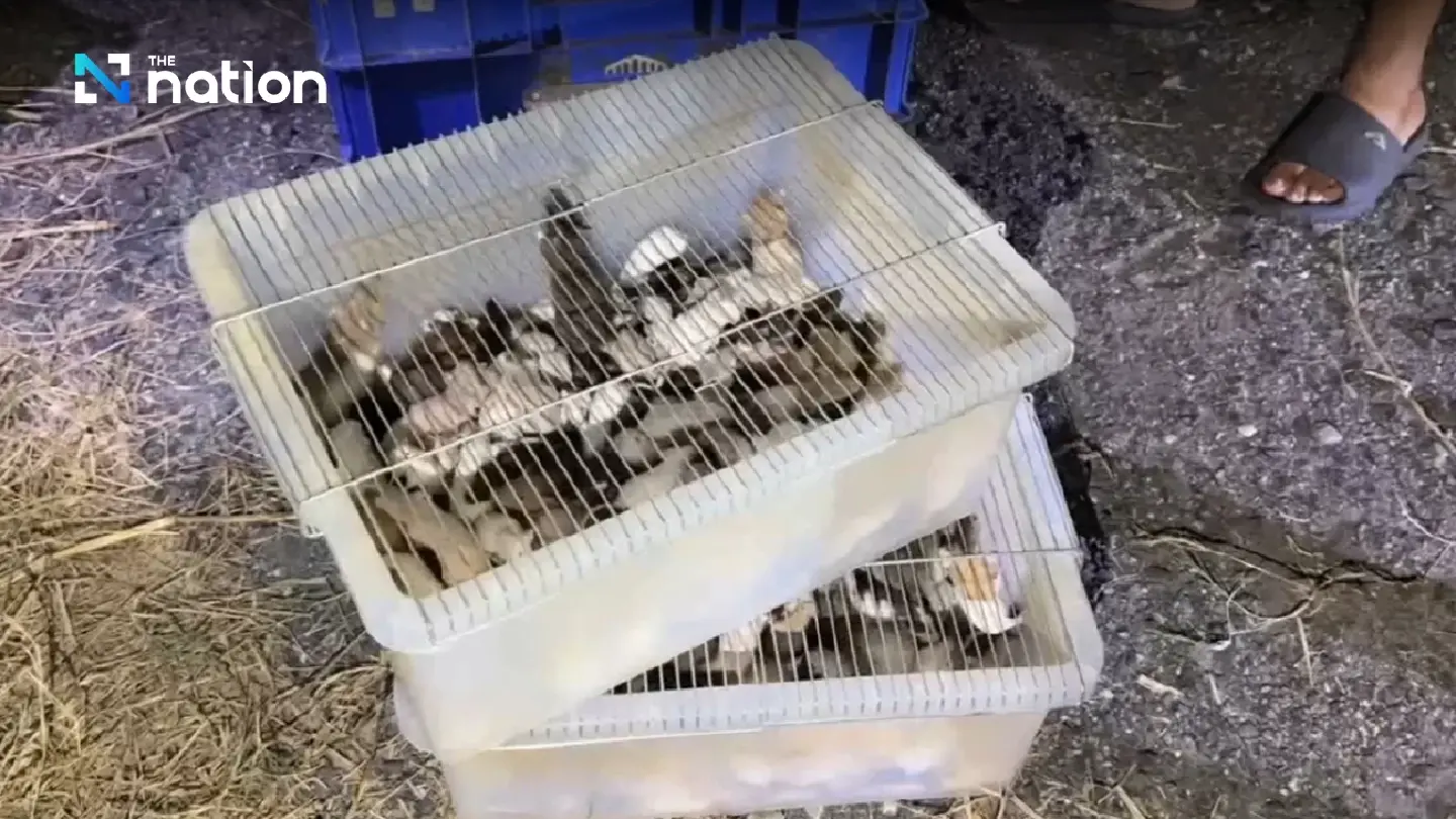 Hundreds of pet mice found dumped in Samut Prakan soi - Photo 4