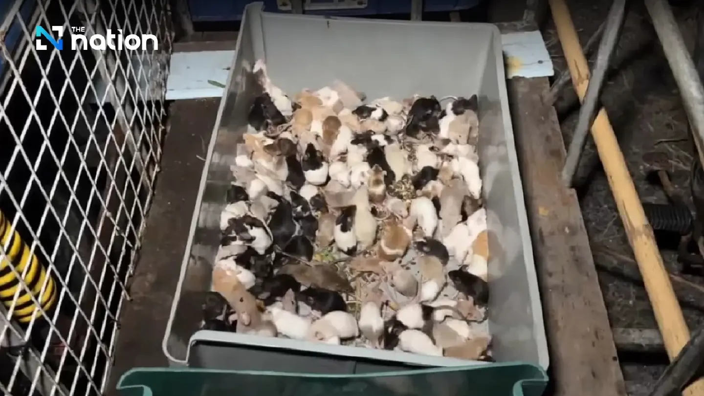 Hundreds of pet mice found dumped in Samut Prakan soi - Photo 3