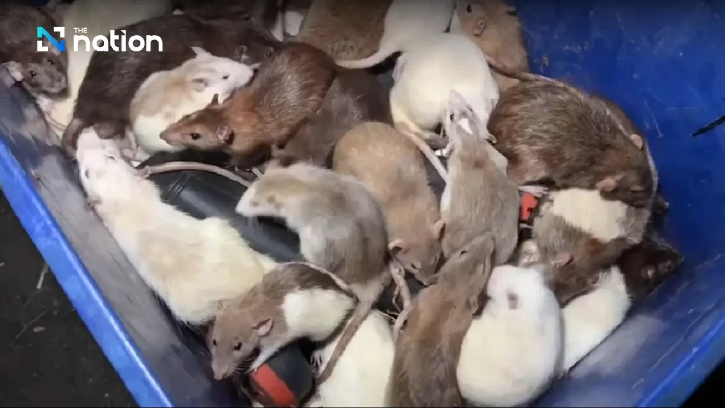 Hundreds of pet mice found dumped in Samut Prakan soi - Photo 2