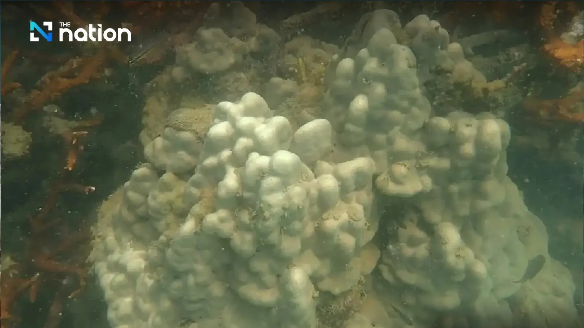 Thailand closes 12 national marine parks as coral bleaching strikes - Photo 1