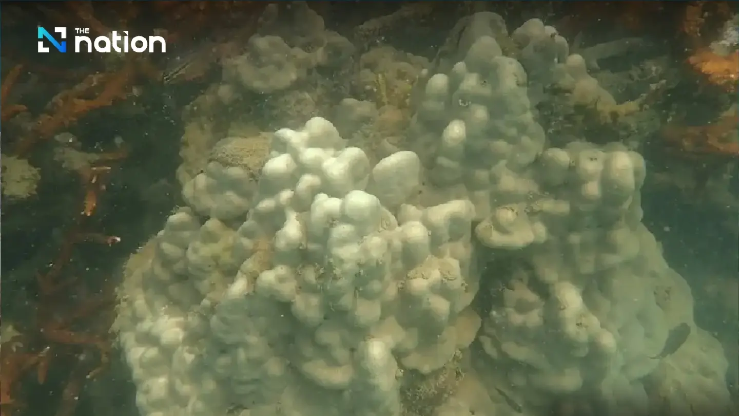 Thailand closes 12 national marine parks as coral bleaching strikes - Photo 1