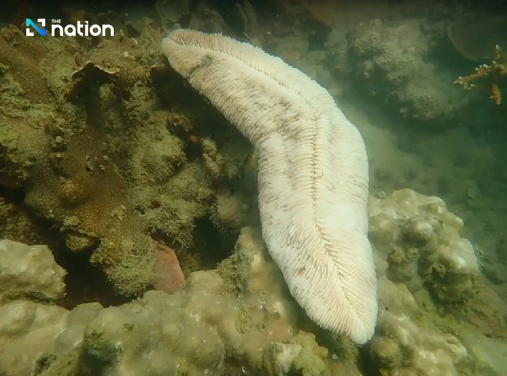Thailand closes 12 national marine parks as coral bleaching strikes - Photo 3
