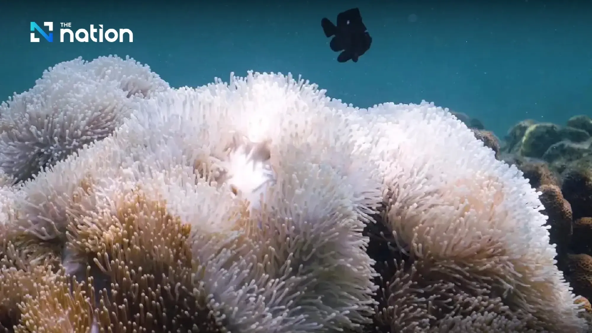 Thailand closes 12 national marine parks as coral bleaching strikes - Photo 5