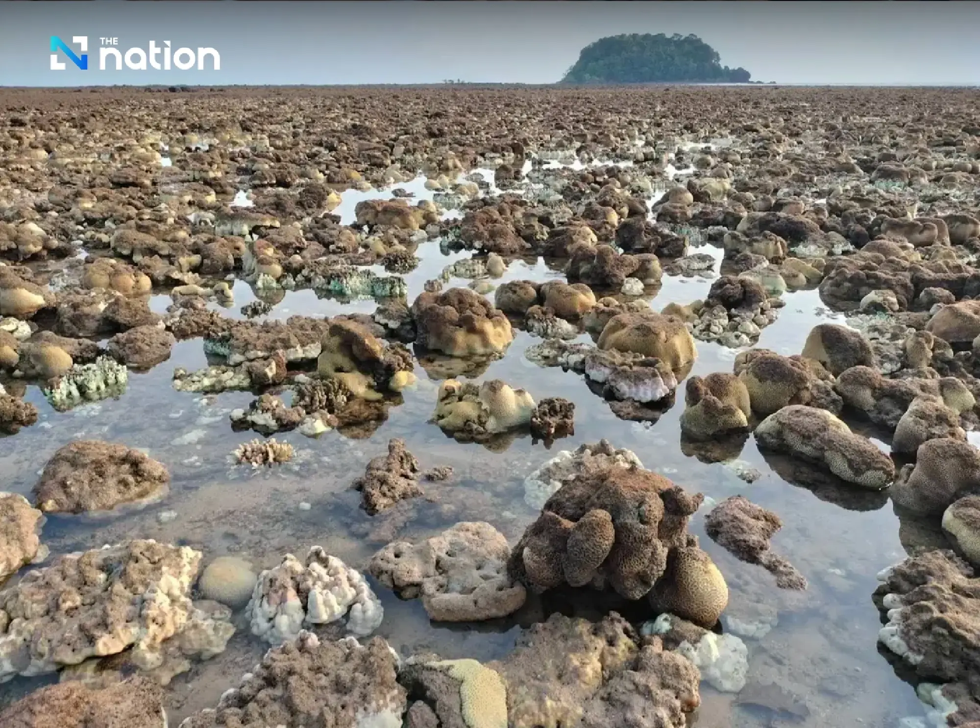Thailand closes 12 national marine parks as coral bleaching strikes - Photo 2