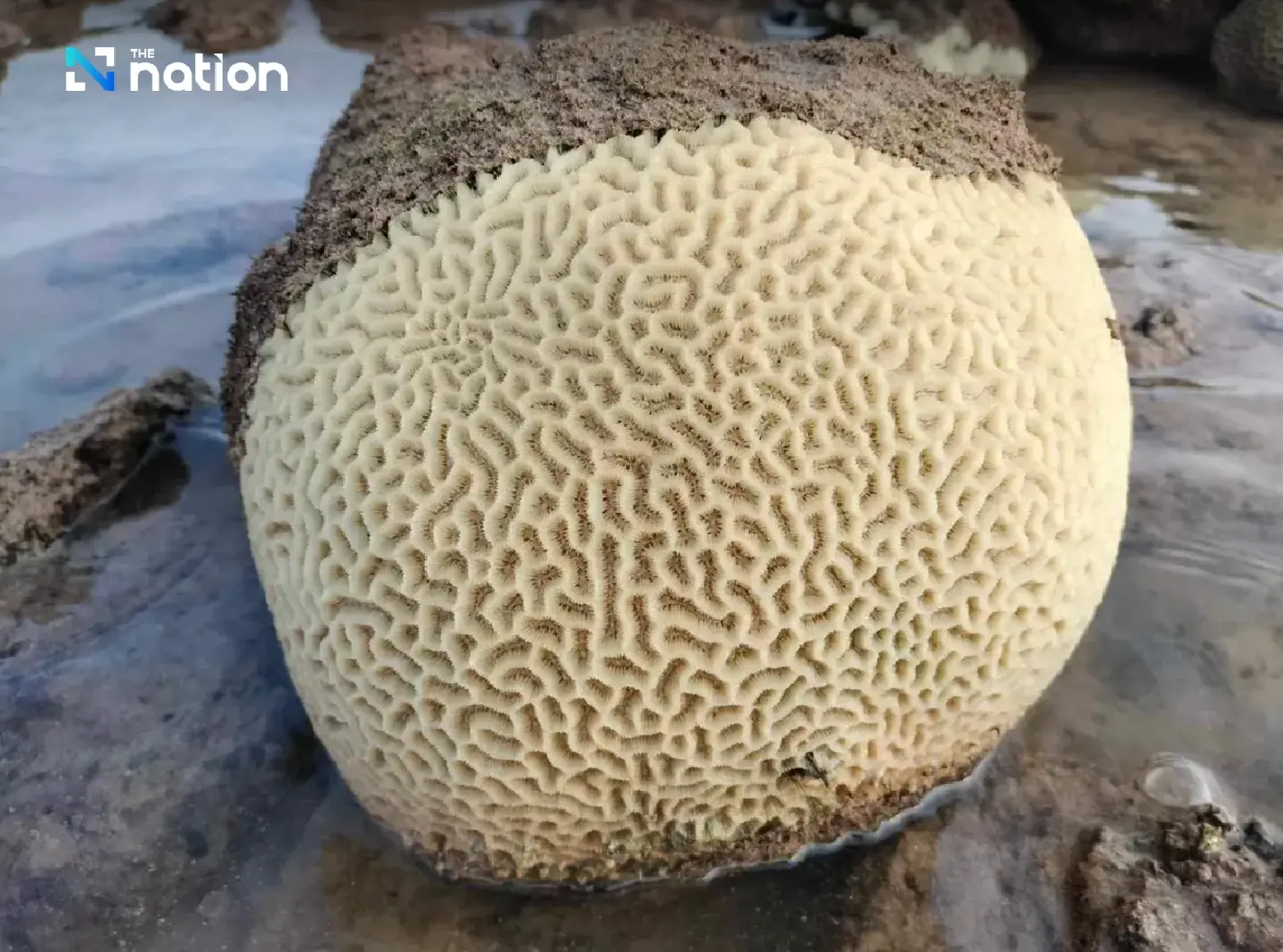 Thailand closes 12 national marine parks as coral bleaching strikes - Photo 4