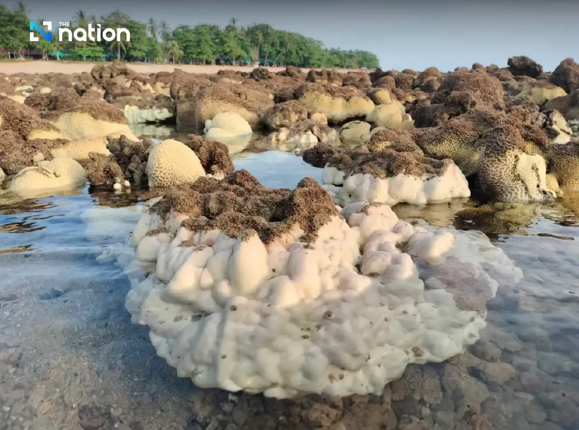 Thailand closes 12 national marine parks as coral bleaching strikes - Photo 6