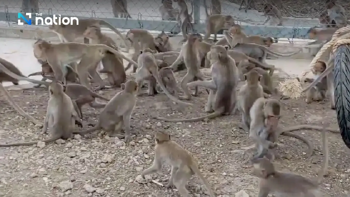 Roundup underway as town fights back against mischievous macaques - Photo 2
