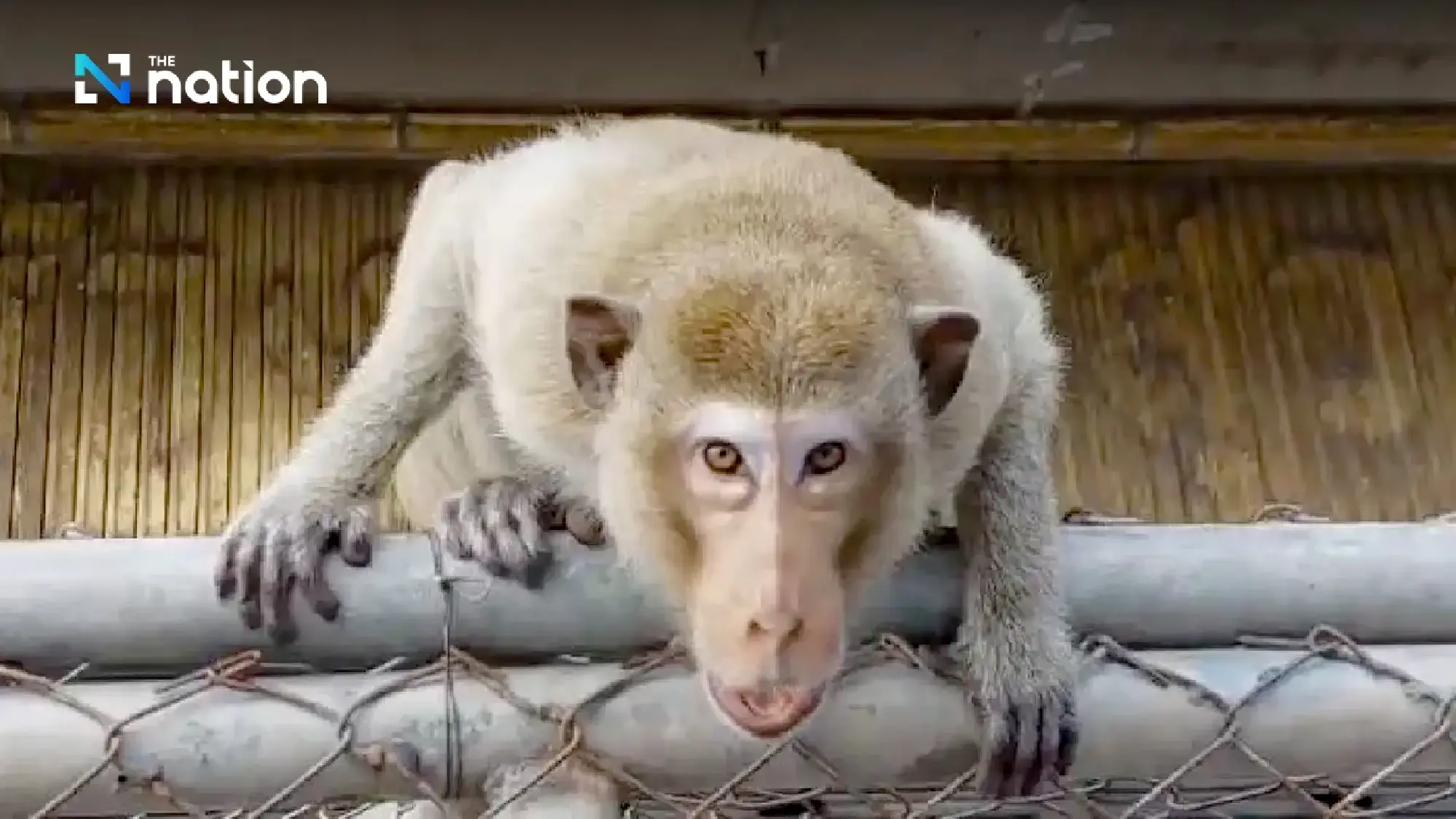 Roundup underway as town fights back against mischievous macaques - Photo 5
