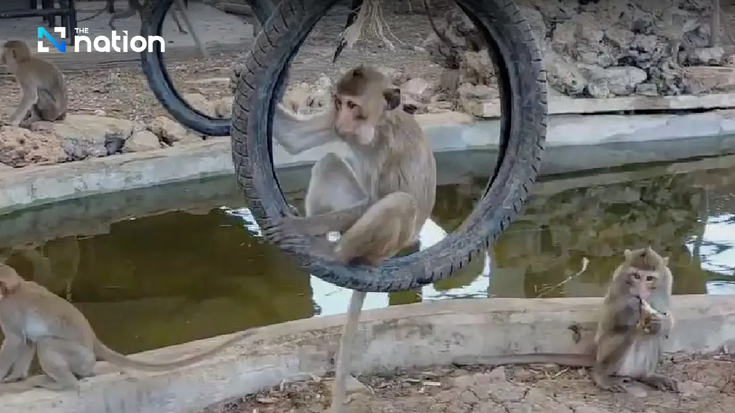 Roundup underway as town fights back against mischievous macaques - Photo 1