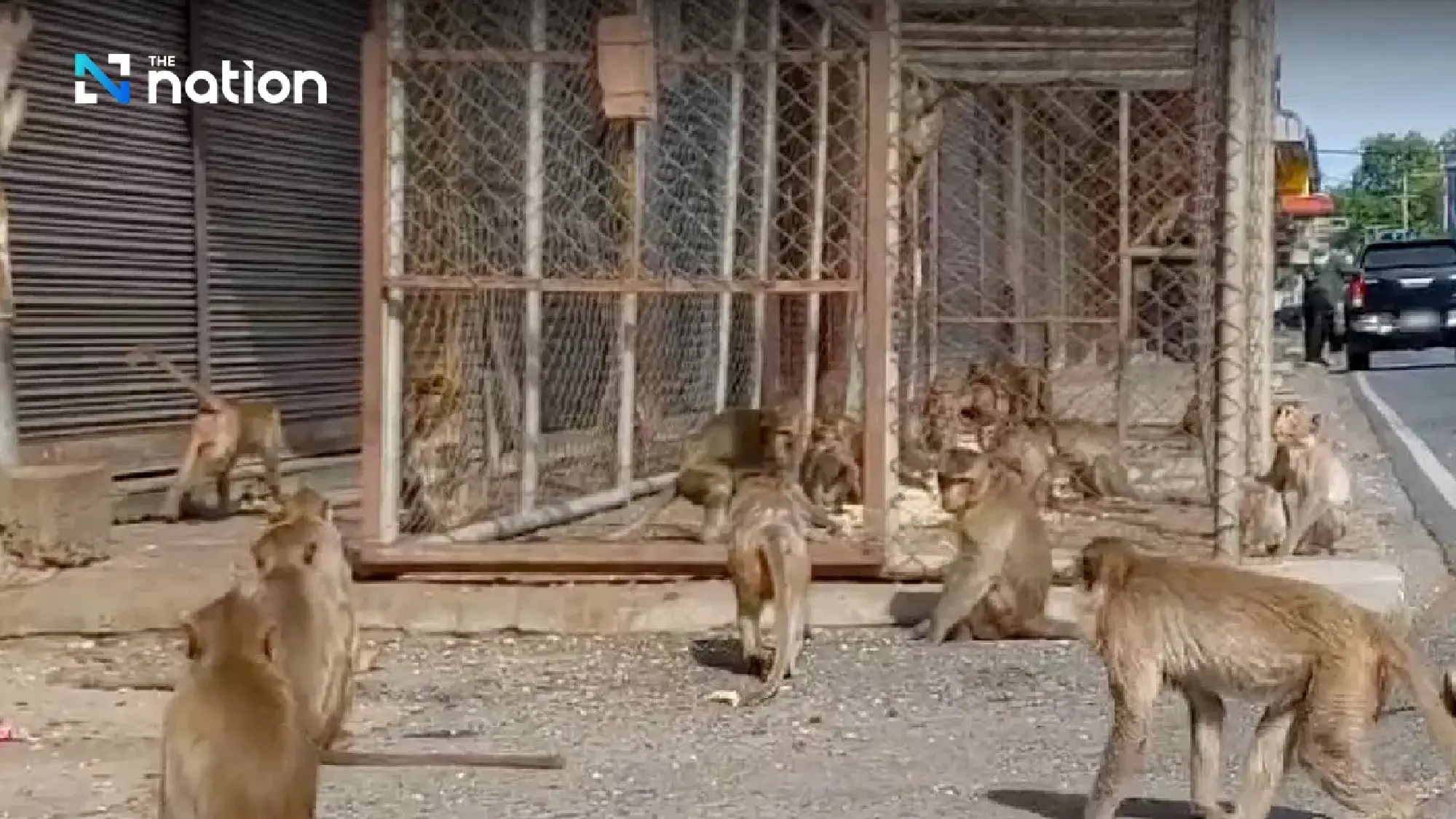Roundup underway as town fights back against mischievous macaques - Photo 3