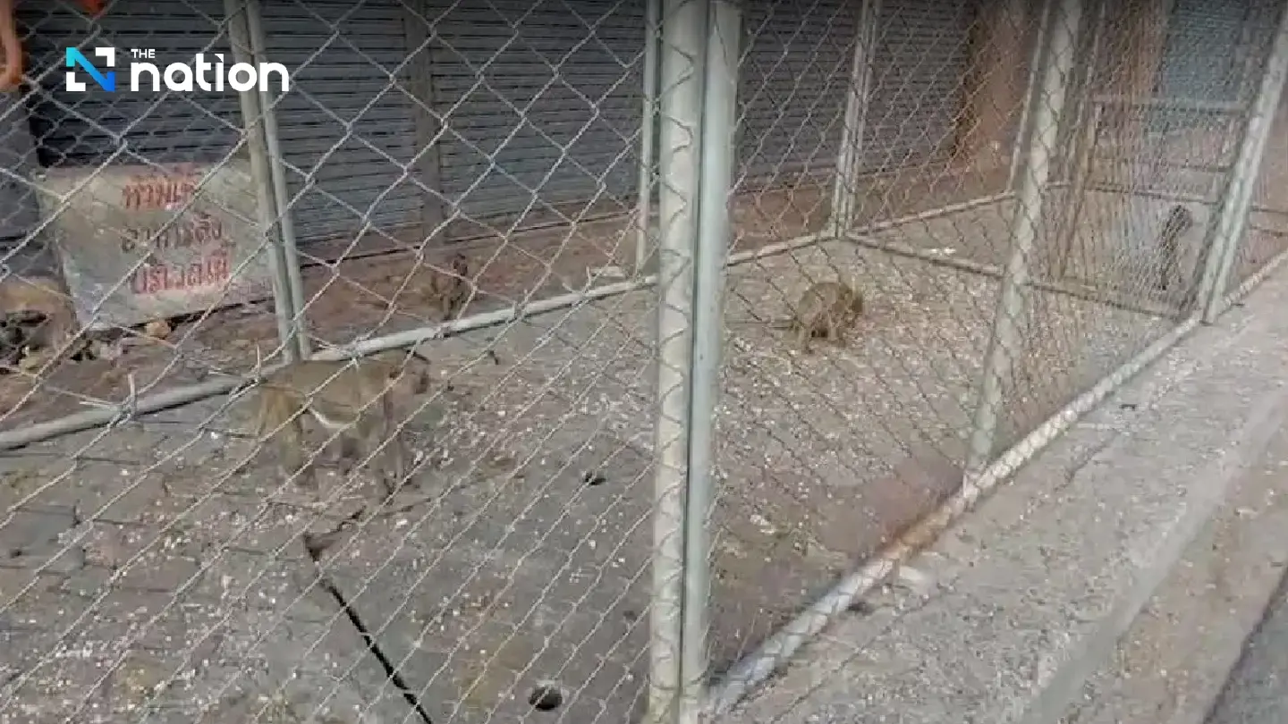 Roundup underway as town fights back against mischievous macaques - Photo 4