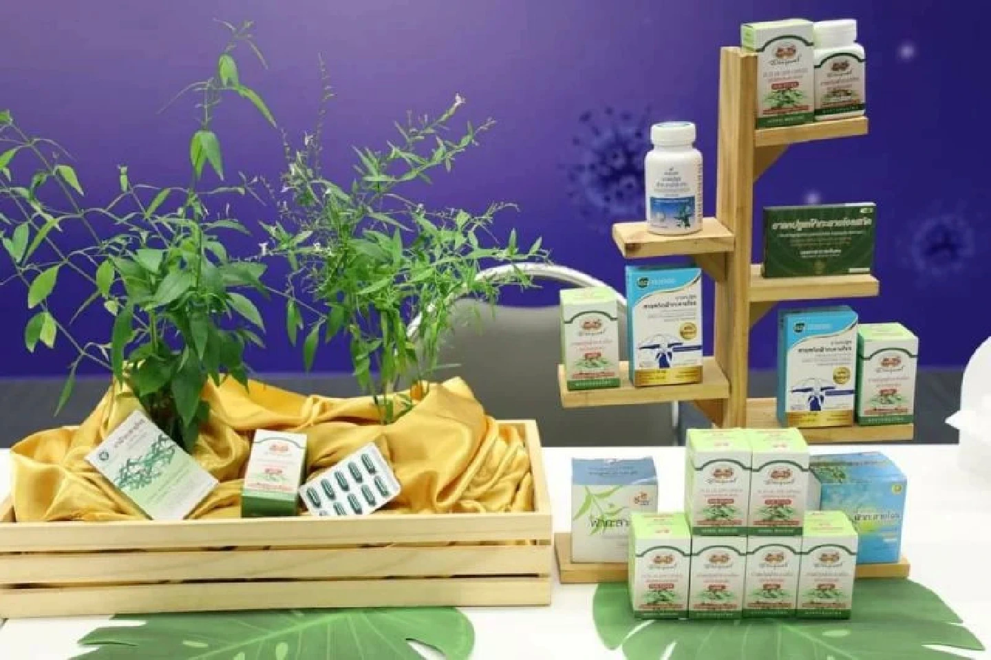 Fah Talai Jone herb can stop Covid-19 but offers no protection: study