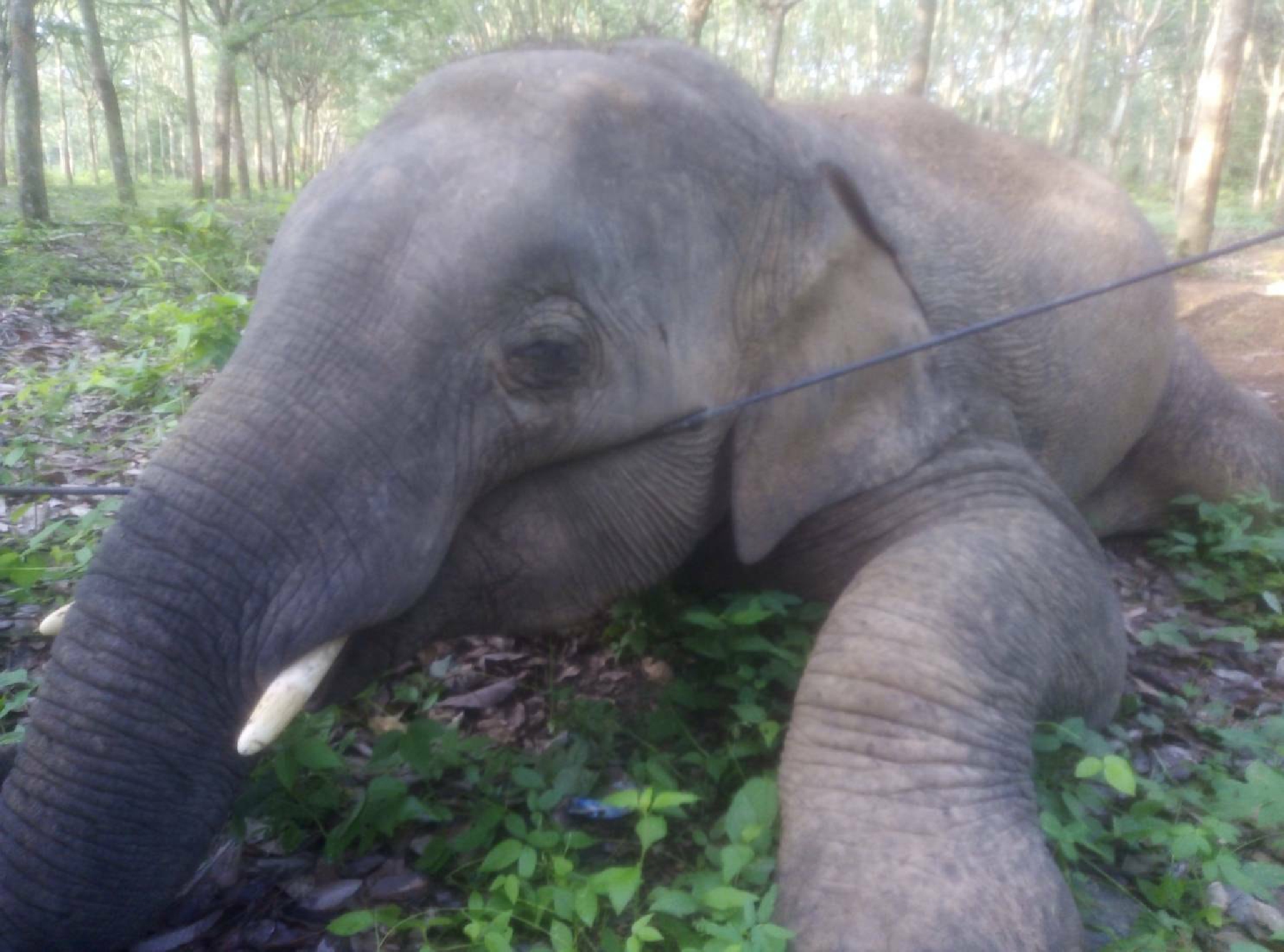 Wild elephant found dead in Chachoengsao rubber plantation
