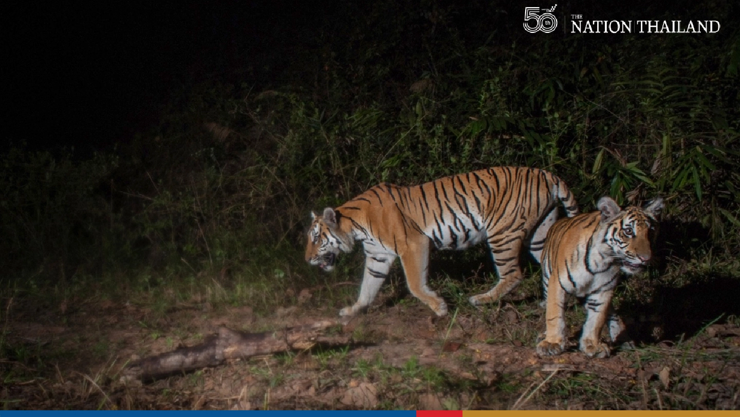 Dams threatening Khao Yai’s tigers and Unesco listing, say conservationists