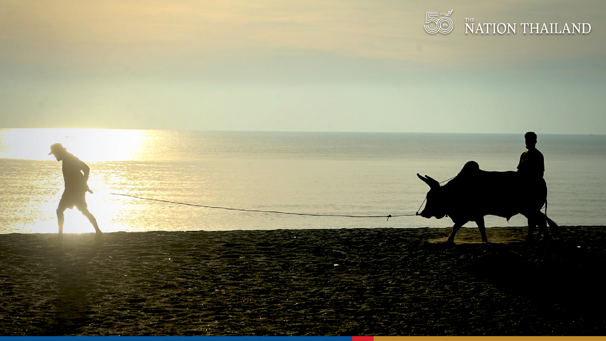 Thai bulls swap fighting for beach holiday